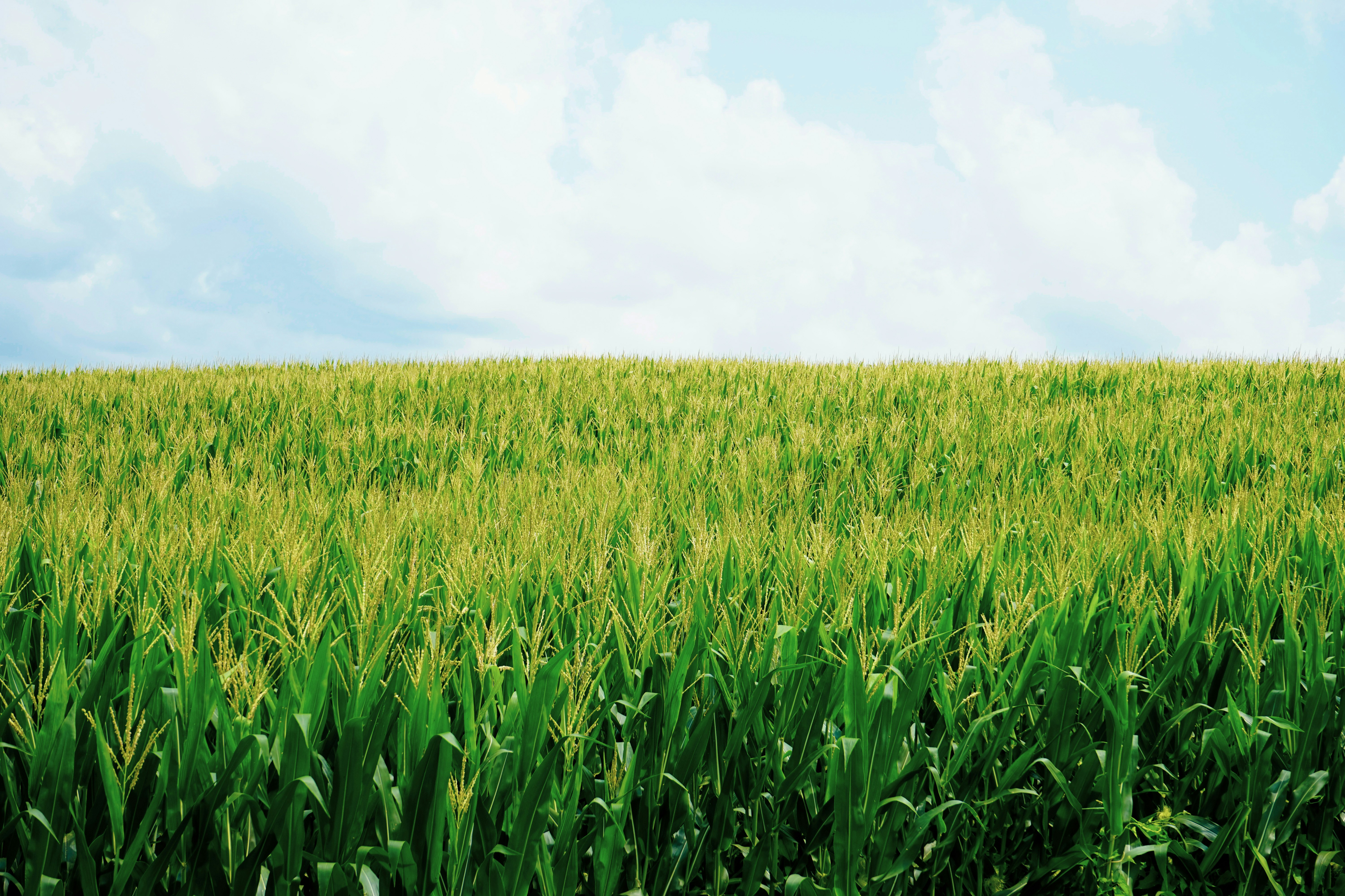 green grass field under white clouds during daytime